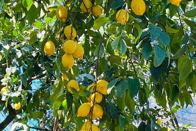 Guided tour of the history and tradition of the Sorrento lemon - Why Sorrento Lemons Feel Different Here