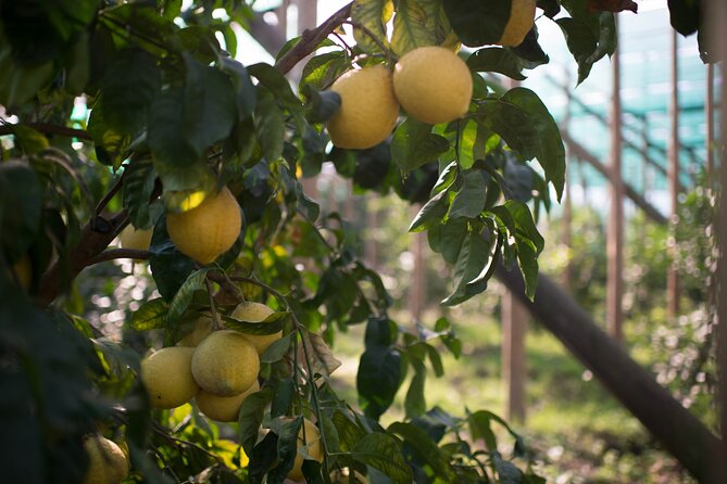 Guided tour of the history and tradition of the Sorrento lemon - Small Group Size and Your Guide’s Role