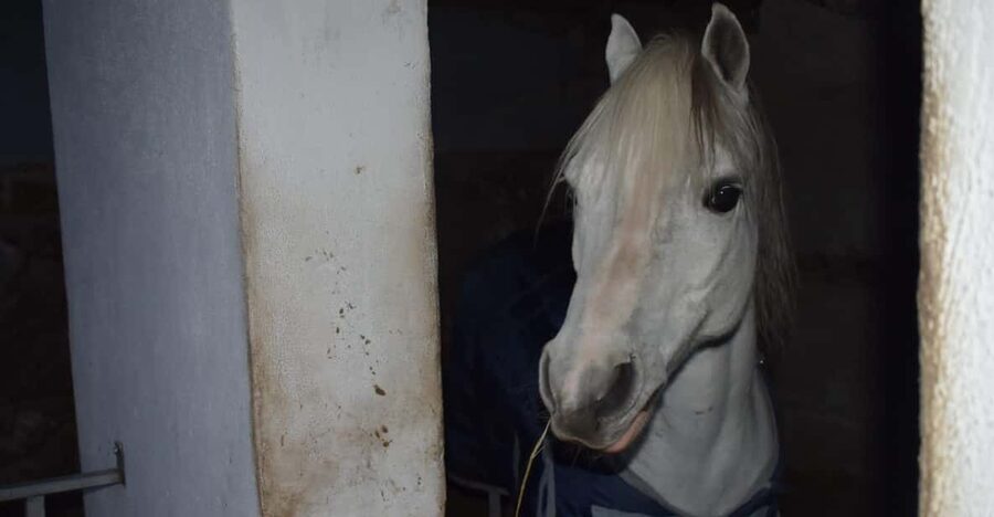 Horseback excursion in the Maddalena woods - Why a Maddalena woods horseback excursion makes sense on Ischia