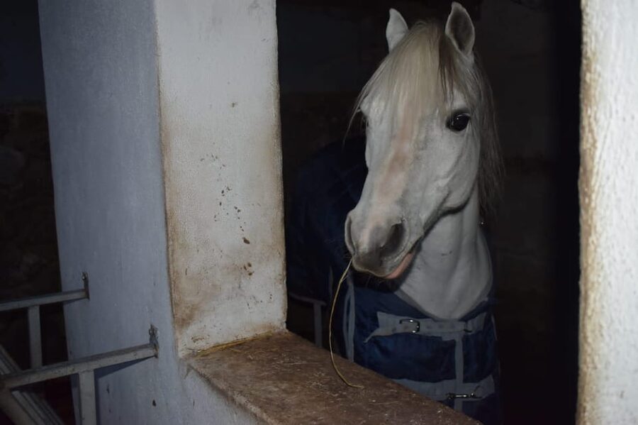 Horseback excursion in the Maddalena woods - Start at Via Cretaio: what the first minutes feel like