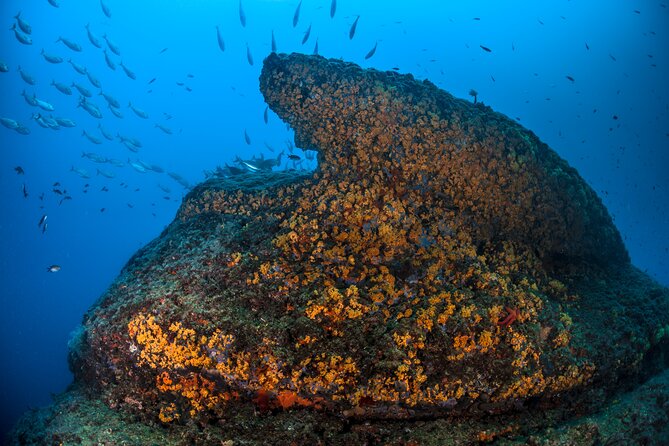 Immersion in Banco Santa Croce from Sorrento with Expert Guide - Banco Santa Croce from Sorrento: Why this shoal trip is popular