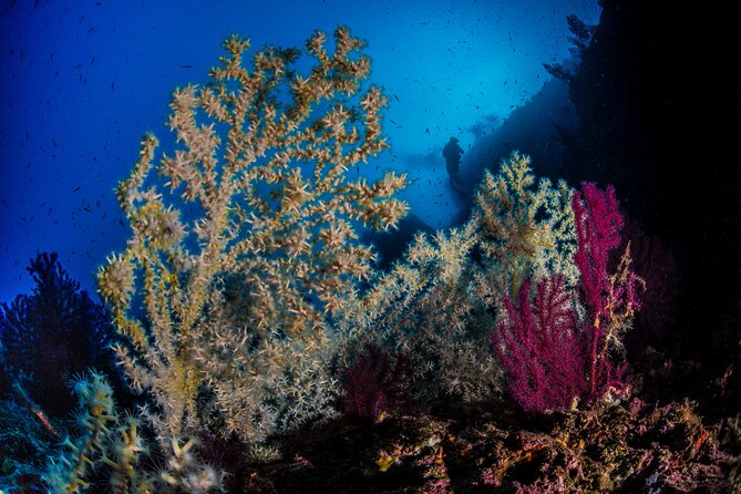 Immersion in Banco Santa Croce from Sorrento with Expert Guide - How the two underwater sessions work in practice