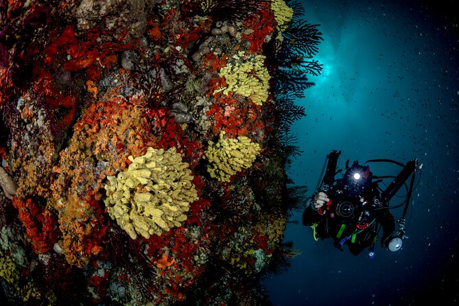 Immersion in Banco Santa Croce from Sorrento with Expert Guide - Banco Santa Croce sea life: fish schools, rays, corals, and gorgonians
