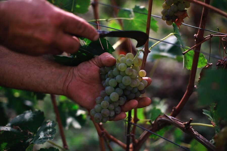 Ischia: Vineyard Tour & Wine Tasting Experience w/ Transfers - Vineyard walk with a view, what the guided part is actually for