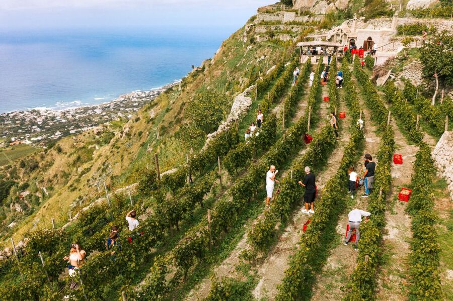 Ischia: Vineyard Tour & Wine Tasting Experience w/ Transfers - Pairing with local cold cuts and cheeses, how the food helps you learn