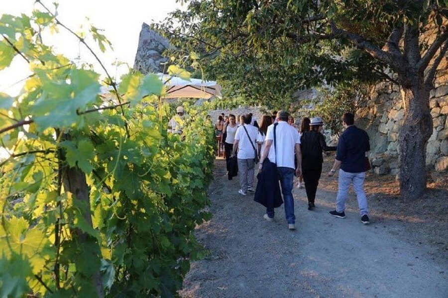 Ischia: Vineyard Tour & Wine Tasting Experience w/ Transfers - Value and price on Ischia, is $146.14 per person fair?