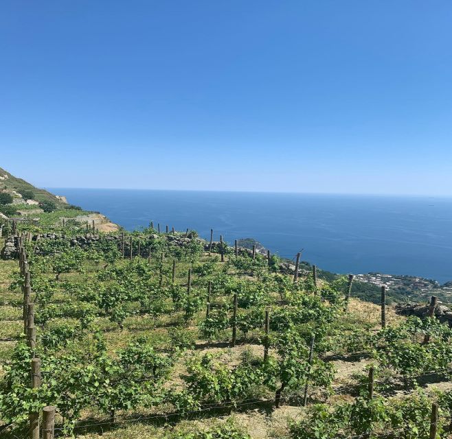 Ischia: Vineyard Tour & Wine Tasting Experience w/ Transfers - Who should book this and who should skip it