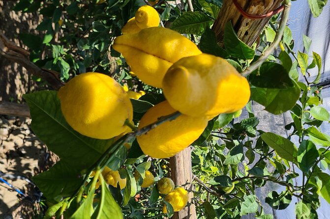 Lemon path hike - Amalfi coast - Key Highlights You’ll Feel Right Away