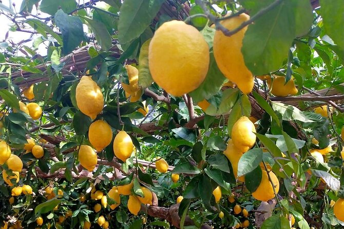 Lemon path hike - Amalfi coast - Price and value at $70.97: what you get, what costs extra, and what to compare