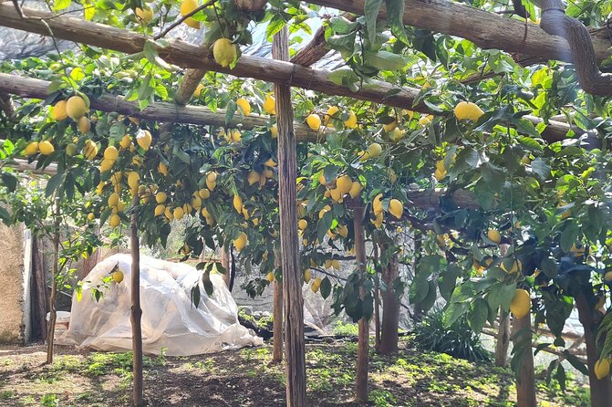 Lemon path hike - Amalfi coast - Walking the Lemon Path between Maiori and Minori: views plus lemon gardens