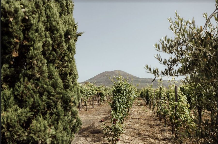 Mount Vesuvius: Vineyard Tour with Wine Tasting and Lunch - Where you meet, and how you actually get there