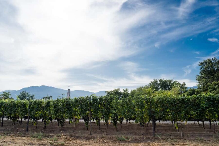 Mount Vesuvius Wine Tasting and Lunch from Pompeii - The ride up to Sorrento Winery on Vesuvius slopes