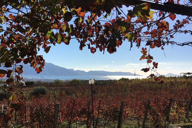 Mt. Vesuvius Wine Tasting and Lunch Experience from Pompeii - Key things worth knowing before you go