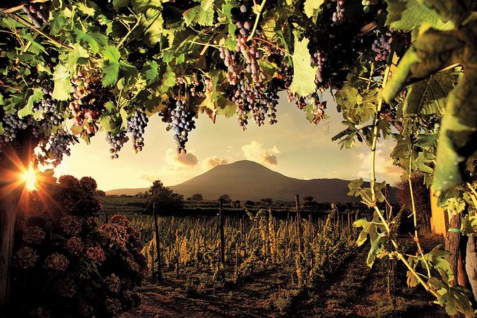 Mt. Vesuvius Wine Tasting and Lunch Experience from Pompeii - Wine tasting paired with three dishes: how the pacing works