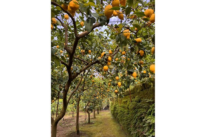Nonno Mario Sorrento Lemon tour - Walking the ancient lemon grove and seeing how the methods change