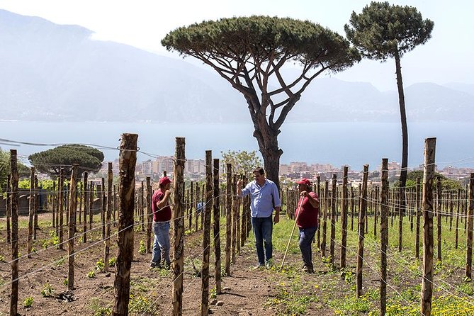 Organic Wine Tasting & Lunch Experience on Mt Vesuvius - Views over the Gulf of Naples: when the setting becomes part of the flavor