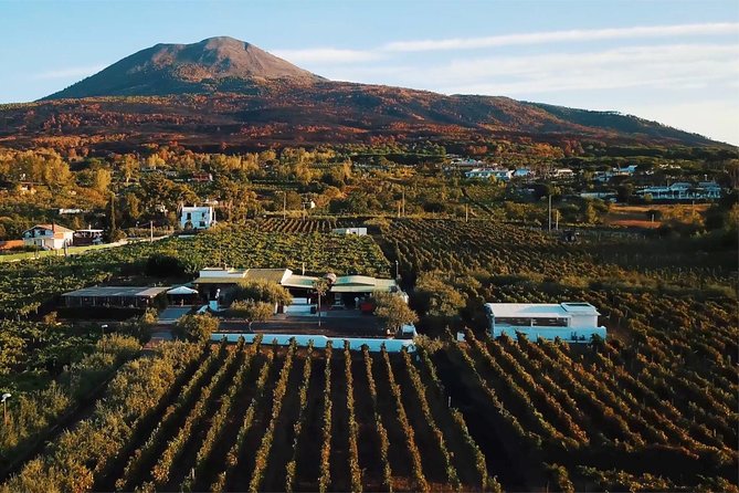 Organic Wine Tasting & Lunch on Vesuvius with Transfer from Sorrento Peninsula - Key highlights you’ll actually care about