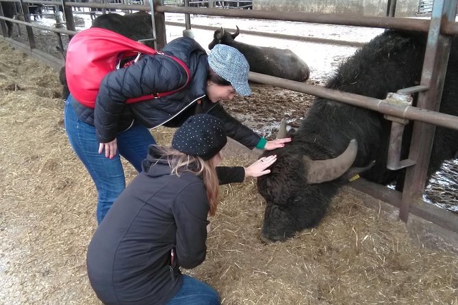 Paestum Traditions, Buffaloes, Ceramics, Temples - Key highlights you will care about