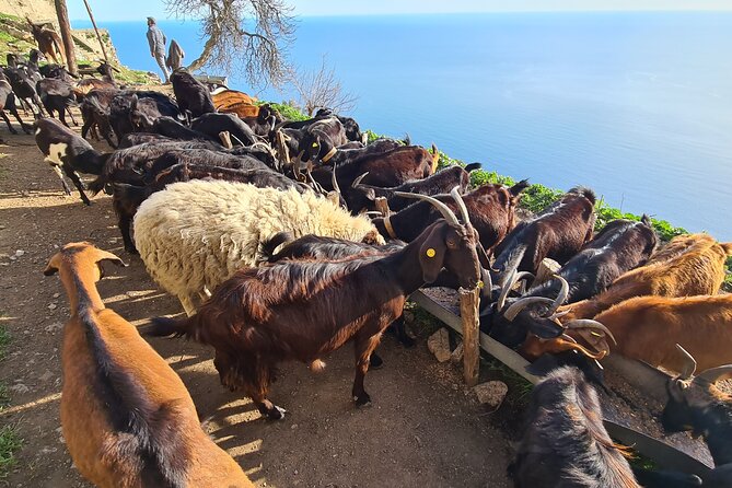 Path of Gods Hike, with Food Experience at Shepherd's Hut - The shepherds hut lunch: goats cheese, Piennolo tomatoes, and farm animals