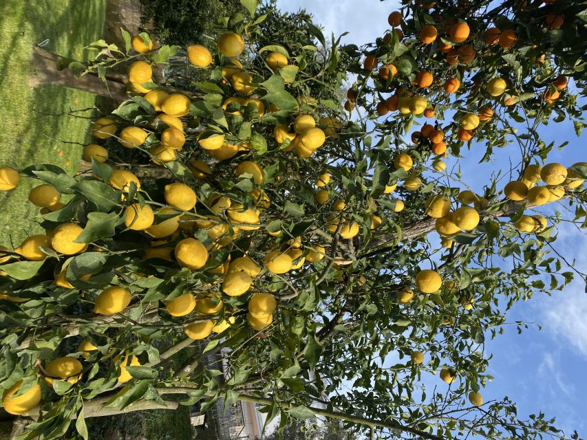 Piano di Sorrento: Cooking Class with Food Tasting and Wine - Key things to know before you go