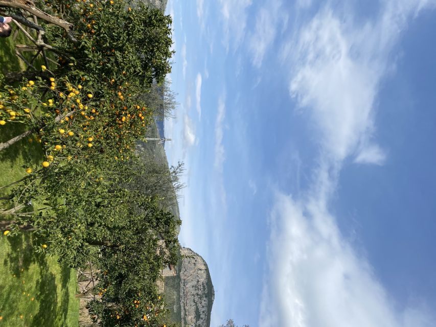 Piano di Sorrento: Cooking Class with Food Tasting and Wine - Price and value: what $135.94 buys you in the real world