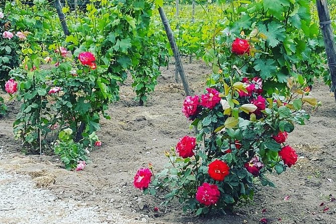 Pompei Archeological site and Wine tasting Experience - Price and logistics: is $1,381.61 per person actually good value?