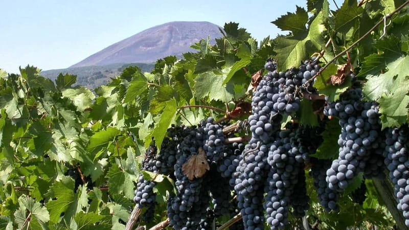 Pompeii: Archeological Tour & Wine Tasting at Mt. Vesuvius - Roman Homes, Frescoes, Mosaics, and the Places People Love