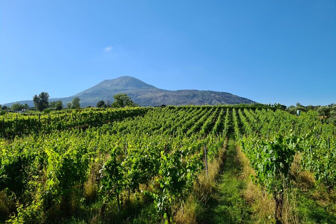 Pompeii Guided Tour & Lunch with Superior Wine Tasting - Is This Good Value for 176.19 Per Person?
