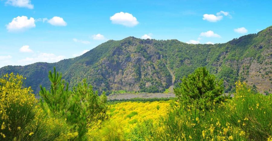 Pompeii, Herculaneum and Vesuvius Tour - Mount Vesuvius: 90 minutes in the natural park