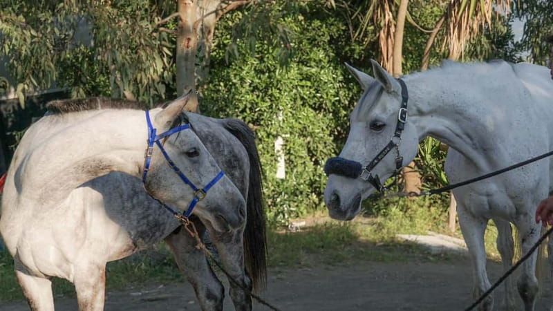 Pompeii: Mount Vesuvius Night Horseback Ride and Italian BBQ - Pompeii-area pickup, transfer time, and group size that keep things easy
