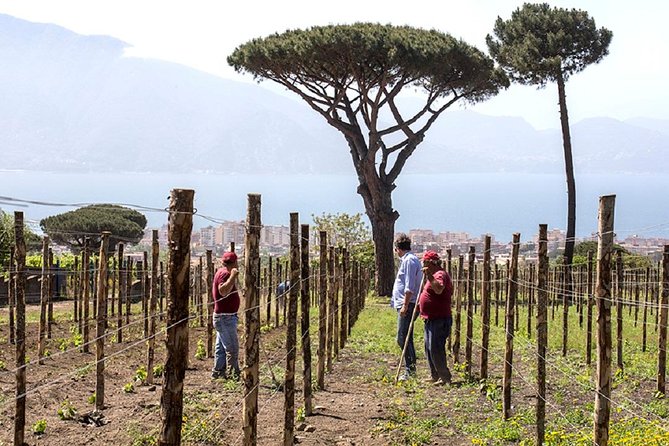 Pompeii Ruins & Wine Tasting with Lunch on Vesuvius with Private Transfer - Price and value: is $432.47 per person a good deal?