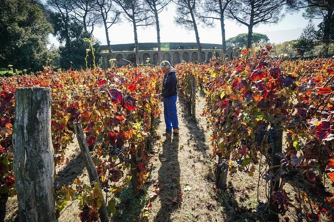Pompeii Small Group Tour & Food/Wine tasting at Mt. Vesuvius - A licensed archaeologist guide, and why the pacing matters