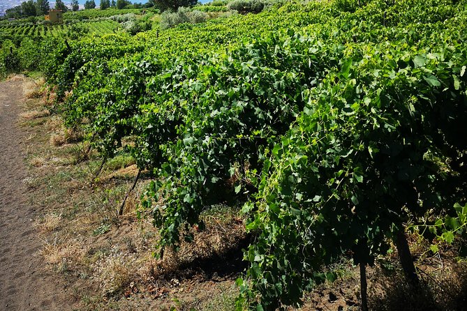 Pompeii Tour & Lunch with Wine Tasting Experience - Who Should Book This Pompeii and Wine Tasting Day