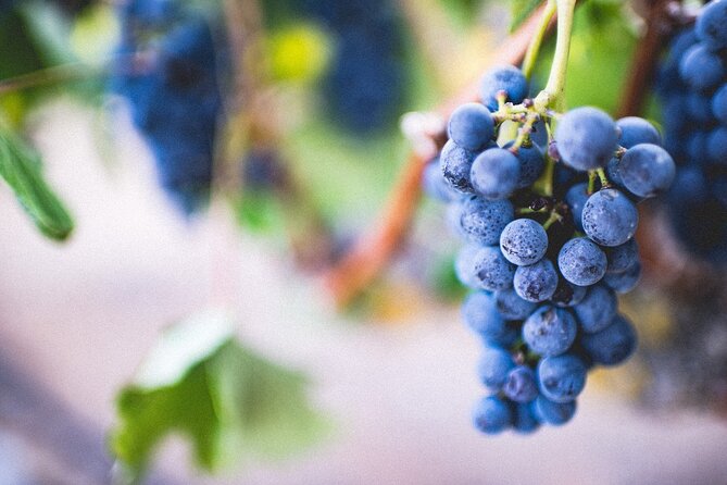 Pompeii, Vesuvius & Wine Tasting - Stop 1: Vesuvius National Park (1 hour 30 minutes)