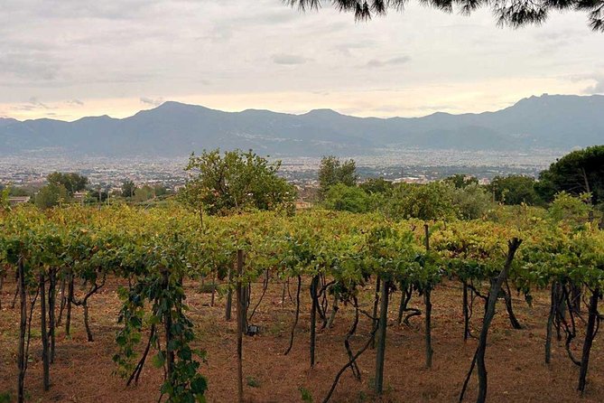 Pompeii & Vesuvius with Lunch & Wine Tasting from Positano - What the Guides Get Right at Pompeii (And Why It Matters)