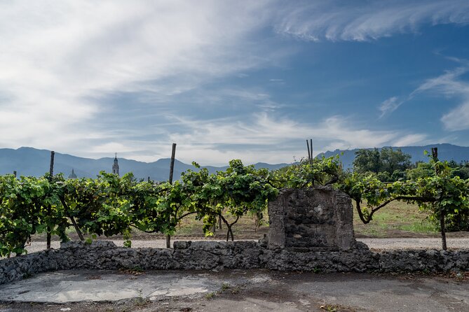 Pompeii Vineyard Escape: Private Wine Tasting & Lunch - Is it worth the $66.54 price? Here’s the honest math