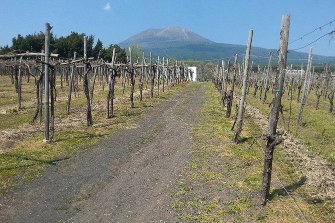 Pompeii-Wine tasting tour from Sorrento, licensed guide included - Price and what you’ll actually budget