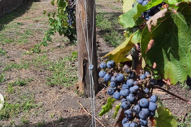 Pompeii & Wine Tour from Sorrento (tickets & lunch not included) - Who Should Book This Pompeii and Wine Tour