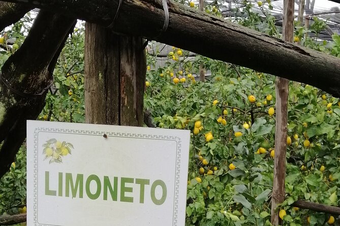 Private day tour: Pompeii, Sorrento and Positano. - What to Expect From Transfers, Pickup, and the Van
