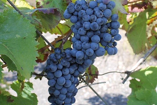 Private day tour to Pompei ,winery, Sorrento from Napoli/Salerno/Amalfi/Positano - Sorrento After Lunch: Use the Driver’s Local Advice