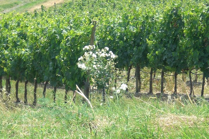 Private day tour to Pompei ,winery, Sorrento from Napoli/Salerno/Amalfi/Positano - Who This Tour Fits Best (and Who Might Reconsider)