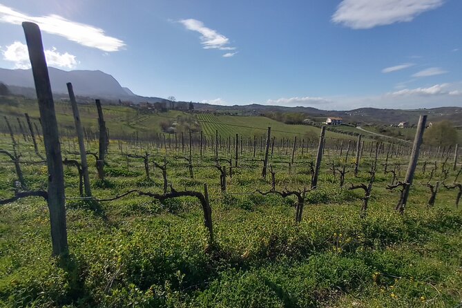 Private Irpinia Wine Tour from POSITANO, AMALFI or RAVELLO - Private Irpinia Wine Country From Positano: What This Day Feels Like