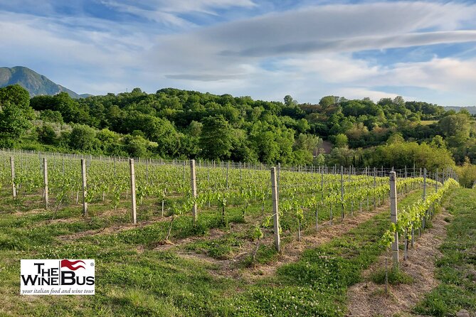 Private Irpinia Wine Tour from POSITANO, AMALFI or RAVELLO - Price and Value: Is $404.89 Worth It for a Private Day?