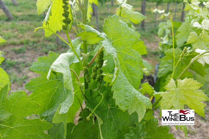 Private Irpinia Wine Tour from Sorrento with sommelier - Key highlights that make this Irpinia wine tour worth planning
