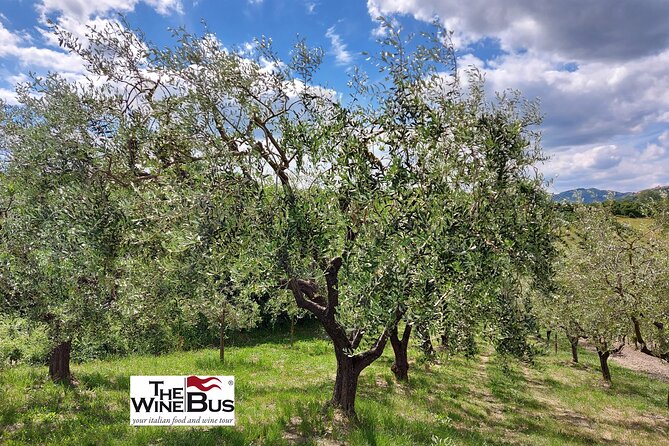 Private Irpinia Wine Tour from Sorrento with sommelier - The tasting style and food pairing: what’s included and what it means for you