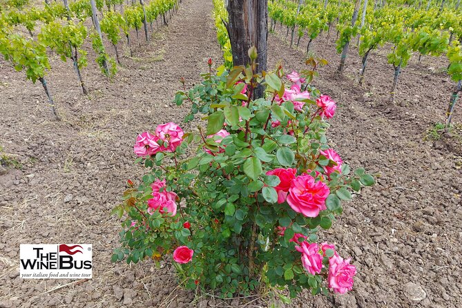 Private Irpinia Wine Tour from Sorrento with sommelier - The guide experience: Gaetano or Sonia, and why that matters