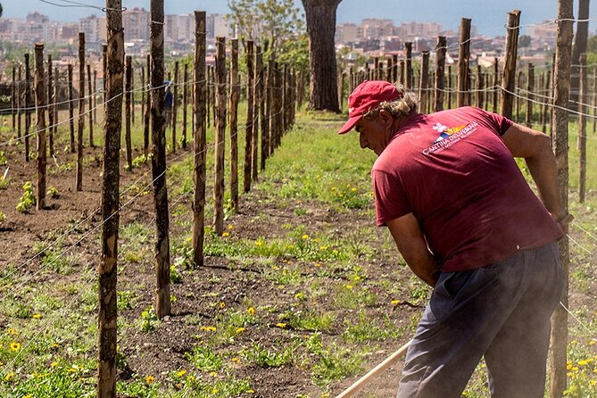 Private Pompeii Tour with Wine Tasting Experience - Timing and pacing: when a 7 to 8 hour day works well