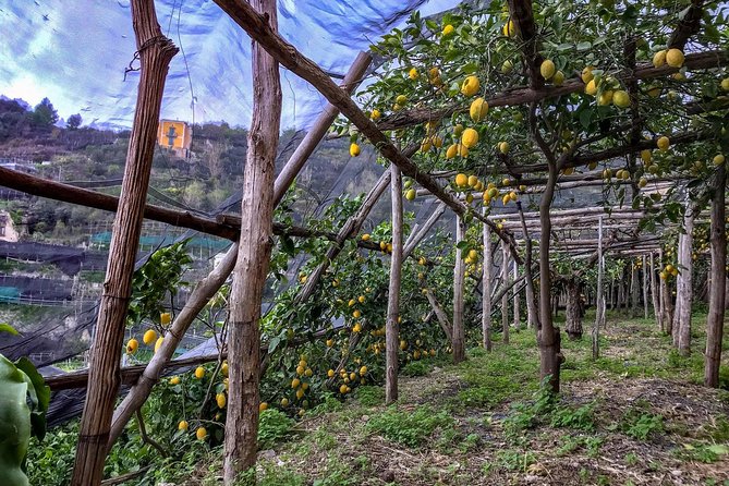 Private Tour: The Path of the Lemons - Your guide and the UNESCO Amalfi Coast lessons