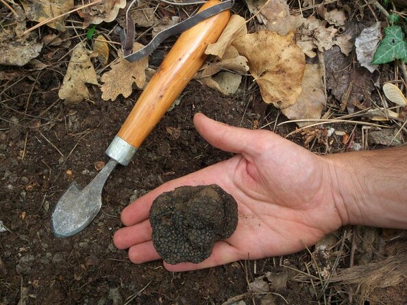 Private Tour: Truffle-Hunting Experience from Sorrento with Lunch - Key takeaways before you go