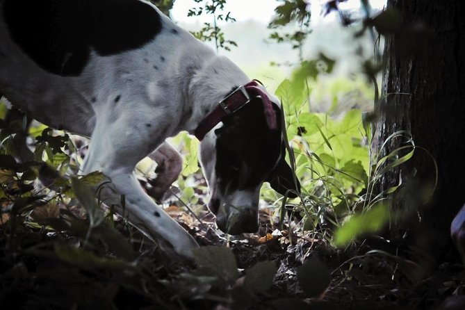 Private Tour: Truffle-Hunting Experience from Sorrento with Lunch - Monti Picentini truffle country feels far from Sorrento